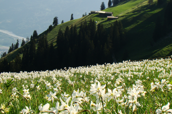 Narzissenwanderung