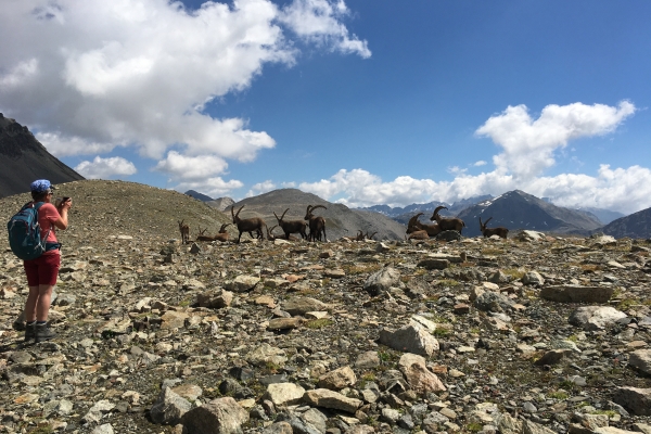 Fuorcla Pischa – zu Besuch bei den Steinböcken