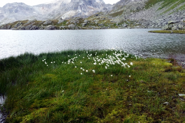 See-Perlen in der Val Medel