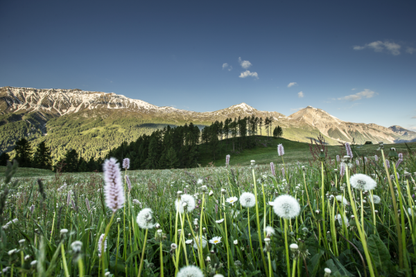 Wandertrophy: Natira pura en il Parc Naziunal Svizzer